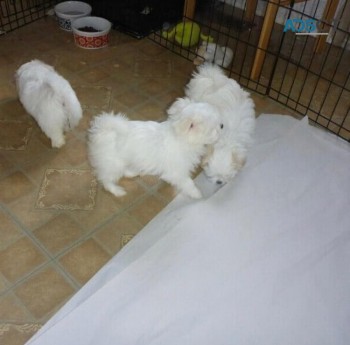 ADORABLE MALTESE PUPPIES FOR SALE 