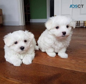 ADORABLE MALTESE PUPPIES FOR SALE 