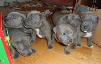 Staffordshire Blue terrier puppies 