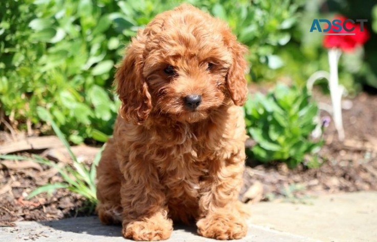 Chocolate Cavapoo puppies