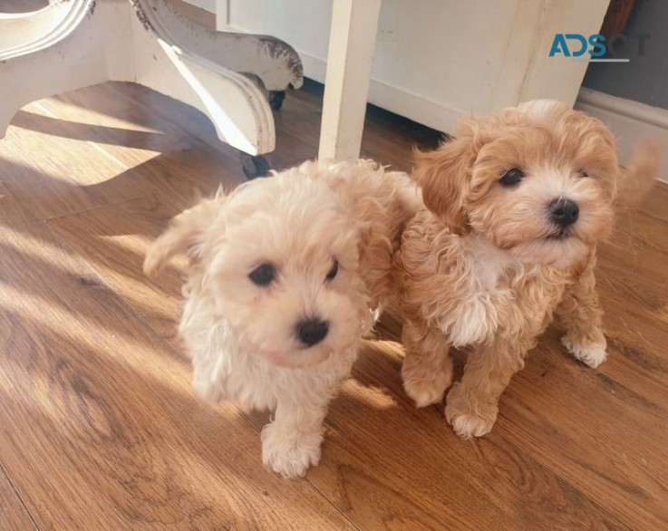 Maltipoo puppies ready for new homes