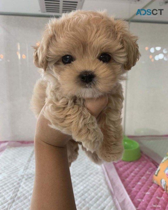 Maltipoo puppies ready for new homes