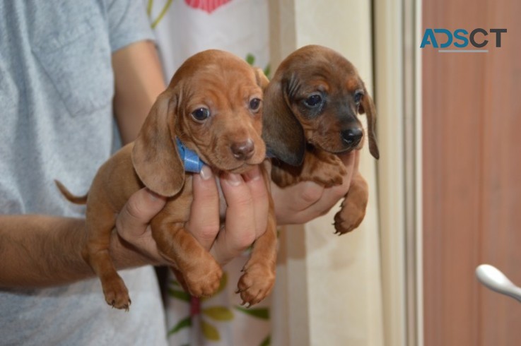 playful dachshund puppies