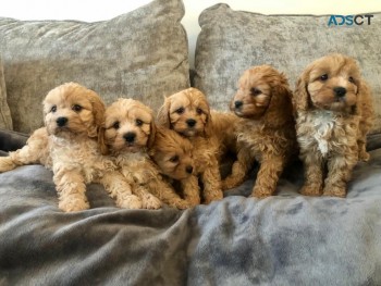 Nice and Healthy Cavapoos