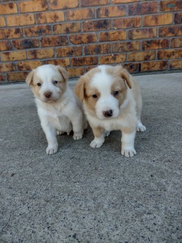 Australian Shepherd Puppies