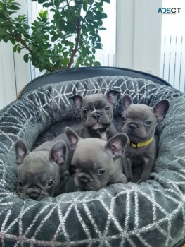 French Bulldog Puppy for sale 