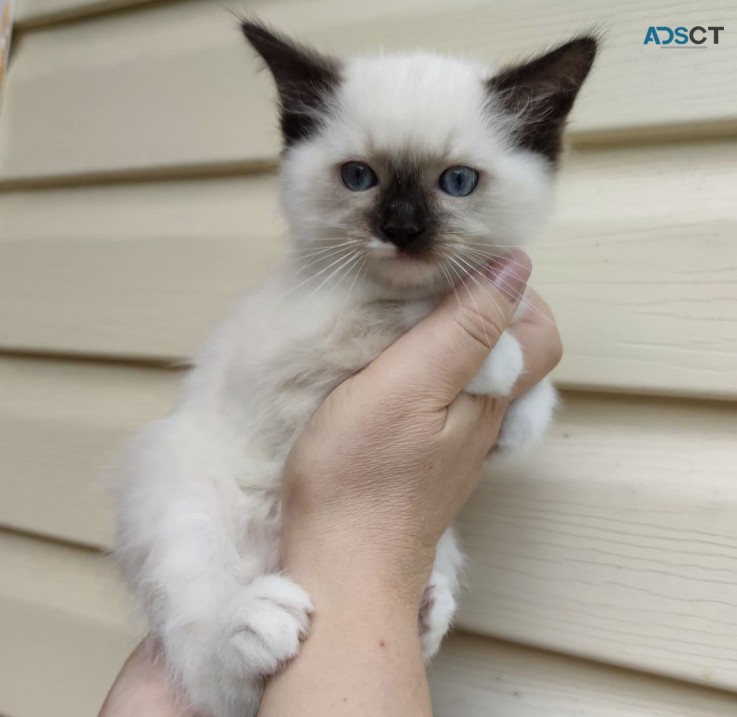 Cute Ragdoll kitten 