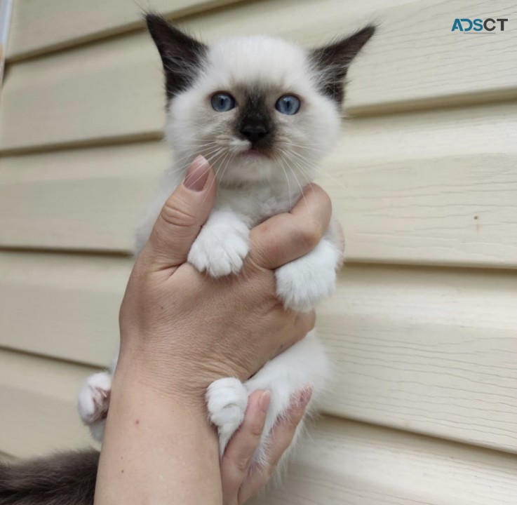 Cute Ragdoll kitten 