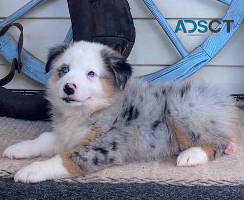 Top Quality puppies Australian Shepherd 