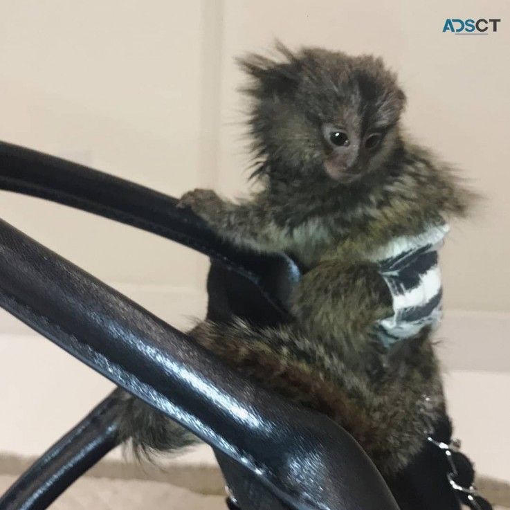 well tame marmoset monkey for adoption