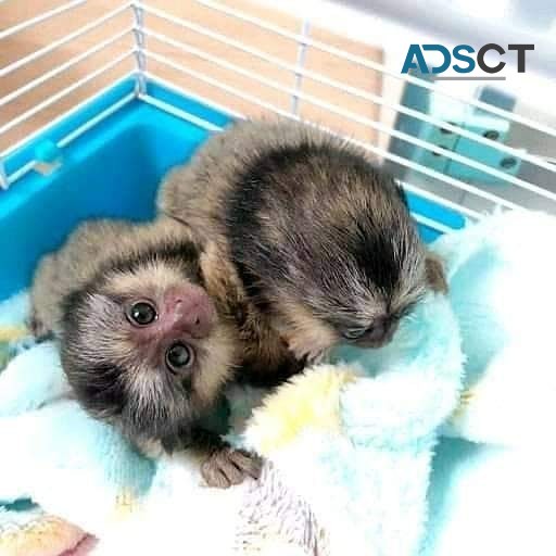 Two baby marmoset monkeys  (765314-6884