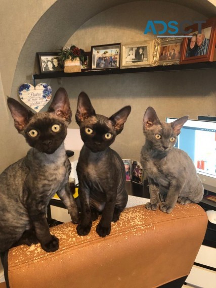 DEVON   REX   KITTENS