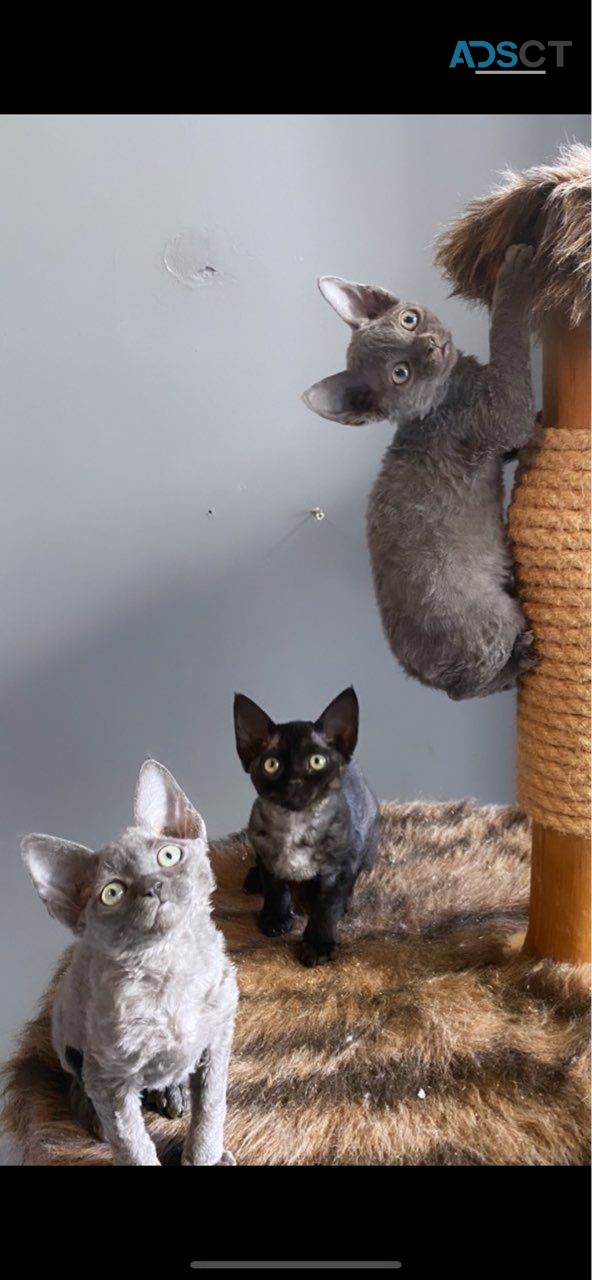 DEVON   REX   KITTENS