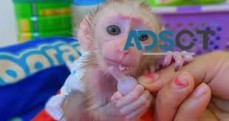 Adorable Capuchin monkey 