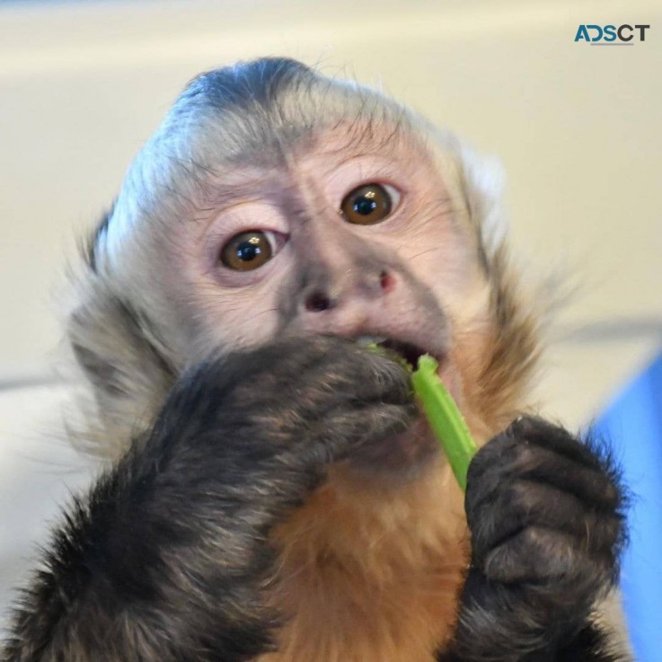 Capuchin monkeys