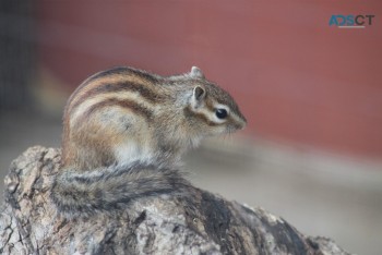 Bearded Dragons, Squirrels, Sugar Glider