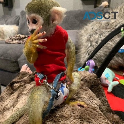 Squirrel Monkey For Sale