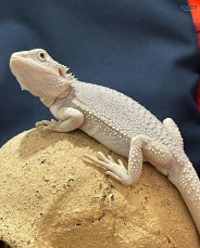 Captive bred Reptiles pets