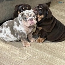 Amazing English bulldog puppies for sale