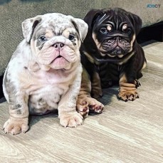 Amazing English bulldog puppies for sale