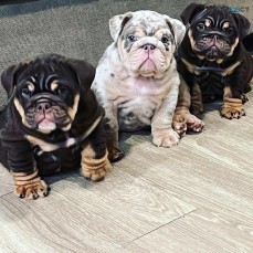 Amazing English bulldog puppies for sale