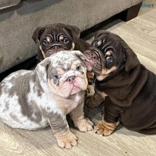 Amazing English bulldog puppies for sale