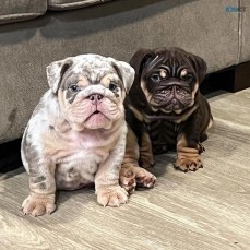 Amazing English bulldog puppies for sale