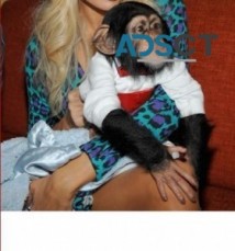 CUTE BABY CHIMPANZEE FOR ADOPTION